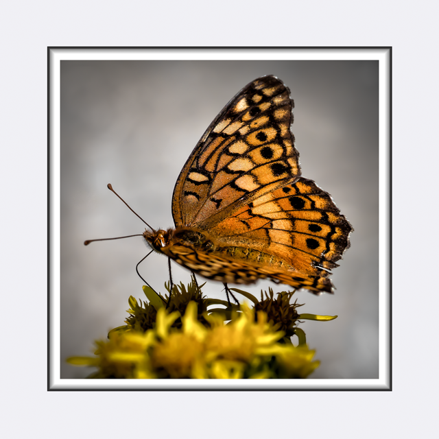 Artist profile: Maria Rudolph